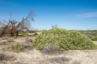 Bozkır tuzlu topraklar. tuz tuz tuz. Bozkır çayır veldt veld. Tuzlu toprak çöl, tuzlu Göller. cansız yanıp kavrulmuş dünyamız. Kazakistan çıplak bozkır
