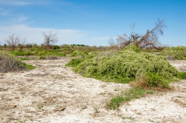Bozkır tuzlu topraklar. tuz tuz tuz. Bozkır çayır veldt veld. Tuzlu toprak çöl, tuzlu Göller. cansız yanıp kavrulmuş dünyamız. Kazakistan çıplak bozkır
