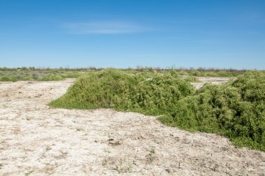 Bozkır tuzlu topraklar. tuz tuz tuz. Bozkır çayır veldt veld. Tuzlu toprak çöl, tuzlu Göller. cansız yanıp kavrulmuş dünyamız. Kazakistan çıplak bozkır