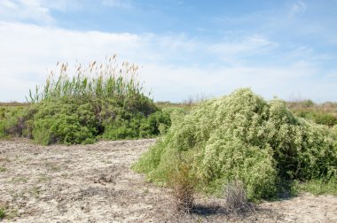 Bozkır tuzlu topraklar. tuz tuz tuz. Bozkır çayır veldt veld. Tuzlu toprak çöl, tuzlu Göller. cansız yanıp kavrulmuş dünyamız. Kazakistan çıplak bozkır