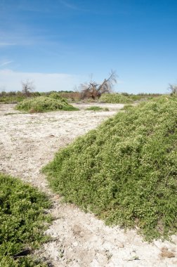 Bozkır tuzlu topraklar