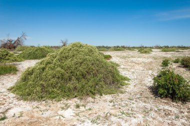 Bozkır tuzlu topraklar
