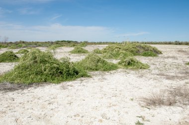Bozkır tuzlu topraklar. tuz tuz tuz. Bozkır çayır veldt veld. Tuzlu toprak çöl, tuzlu Göller. cansız yanıp kavrulmuş dünyamız. Kazakistan çıplak bozkır
