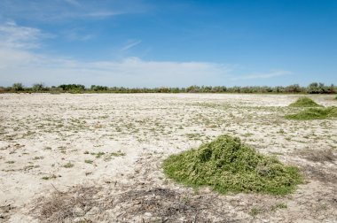 Bozkır tuzlu topraklar. tuz tuz tuz. Bozkır çayır veldt veld. Tuzlu toprak çöl, tuzlu Göller. cansız yanıp kavrulmuş dünyamız. Kazakistan çıplak bozkır