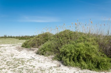 Bozkır tuzlu topraklar. tuz tuz tuz. Bozkır çayır veldt veld. Tuzlu toprak çöl, tuzlu Göller. cansız yanıp kavrulmuş dünyamız. Kazakistan çıplak bozkır