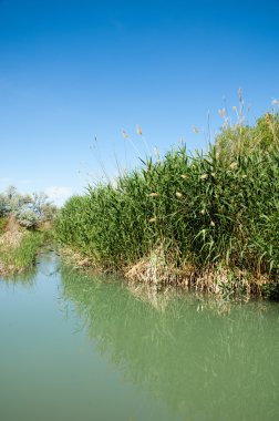 Bozkır nehir sazlık yaz