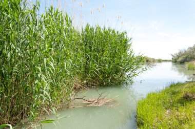 Bozkır nehir sazlık yaz