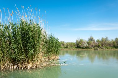 Bozkır nehir sazlık yaz