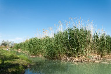 Bozkır nehir sazlık yaz