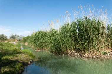 Bozkır nehir sazlık yaz