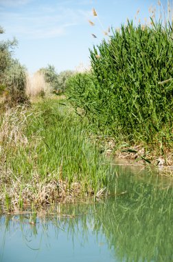 Bozkır nehir sazlık yaz