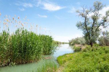 Bozkır nehir sazlık yaz