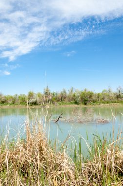 Bozkır nehir sazlık yaz