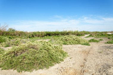 Bozkır tuzlu topraklar. tuz tuz tuz. Bozkır çayır ve