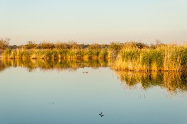 Güzel gökyüzü altında küçük bir göl. akşam olay yerinde bozkır, yatay, bozkır güzel yaz gün bataklıkta gölde. Göl sahnesinde yaz