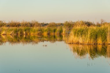 Güzel gökyüzü altında küçük bir göl. akşam olay yerinde bozkır, yatay, bozkır güzel yaz gün bataklıkta gölde. Göl sahnesinde yaz