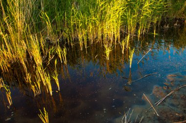 Güzel gökyüzü altında küçük bir göl. akşam olay yerinde bozkır, yatay, bozkır güzel yaz gün bataklıkta gölde. Göl sahnesinde yaz