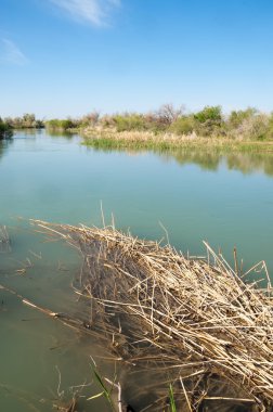 Bozkır nehir sazlık yaz