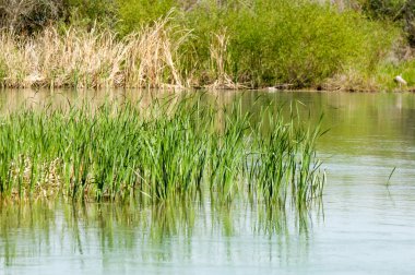 Bozkır nehir sazlık yaz