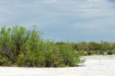 Bozkır tuzlu topraklar. tuz tuz tuz. Bozkır çayır ve