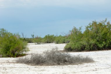 Bozkır tuzlu topraklar. tuz tuz tuz. Bozkır çayır veldt veld. Tuzlu toprak çöl, tuzlu Göller. cansız yanıp kavrulmuş dünyamız. Kazakistan çıplak bozkır