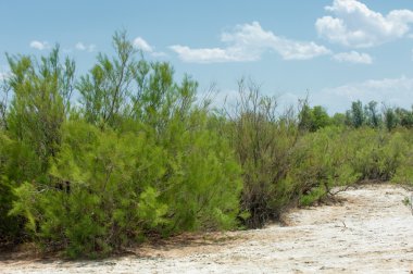 Bozkır tuzlu topraklar. tuz tuz tuz. Bozkır çayır ve