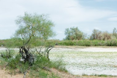 Bozkır tuzlu topraklar. tuz tuz tuz. Bozkır çayır ve