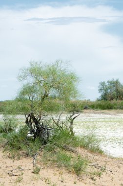 Bozkır tuzlu topraklar. tuz tuz tuz. Bozkır çayır ve