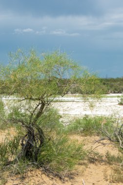 Bozkır tuzlu topraklar. tuz tuz tuz. Bozkır çayır ve