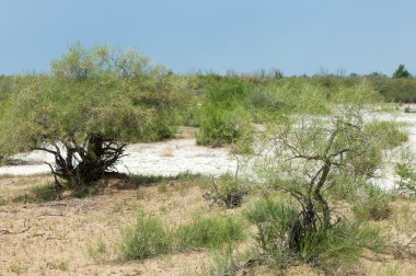 Bozkır tuzlu topraklar. tuz tuz tuz. Bozkır çayır veldt veld. Tuzlu toprak çöl, tuzlu Göller. cansız yanıp kavrulmuş dünyamız. Kazakistan çıplak bozkır