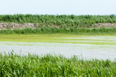 Pirinç paddies büyüme için su basmış. Pirinç çeltik pirinç alanında sabah yeşil. 