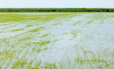 Pirinç paddies büyüme için su basmış. Pirinç çeltik pirinç alanında sabah yeşil. 