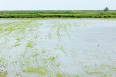 Pirinç paddies büyüme için su basmış. Pirinç çeltik pirinç alanında sabah yeşil. 