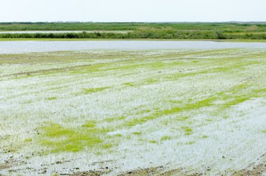 Pirinç paddies büyüme için su basmış. Pirinç çeltik pirinç alanında sabah yeşil. 
