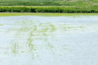 Pirinç paddies büyüme için su basmış. Pirinç çeltik pirinç alanında sabah yeşil. 