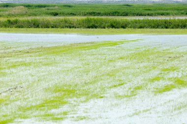 Pirinç paddies büyüme için su basmış. Pirinç çeltik pirinç alanında sabah yeşil. 