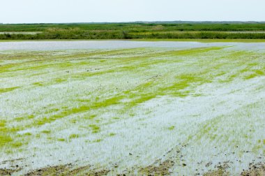 Pirinç paddies büyüme için su basmış. Pirinç çeltik pirinç alanında sabah yeşil. 