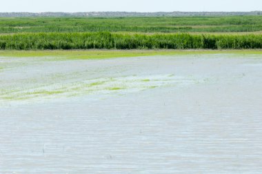 Pirinç paddies büyüme için su basmış. Pirinç çeltik pirinç alanında sabah yeşil. 