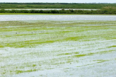 Pirinç paddies büyüme için su basmış. Pirinç çeltik pirinç alanında sabah yeşil. 