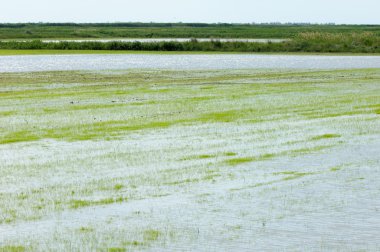Pirinç paddies büyüme için su basmış. Pirinç çeltik pirinç alanında sabah yeşil. 
