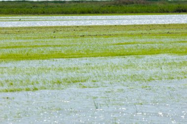 Pirinç paddies büyüme için su basmış. Pirinç çeltik pirinç alanında sabah yeşil. 