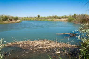 Bozkır nehir sazlık yaz