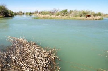 Bozkır nehir sazlık yaz. nehir görünümünde kez izlendi. küçük mavi nehir kıyısında güneşli bir gün