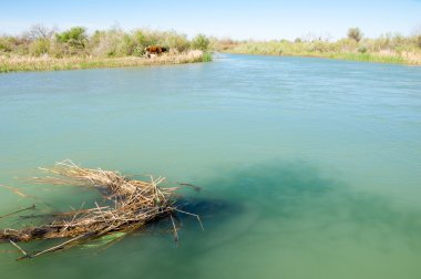 Bozkır nehir sazlık yaz. nehir görünümünde kez izlendi. küçük mavi nehir kıyısında güneşli bir gün