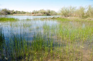 Bozkır nehir sazlık yaz
