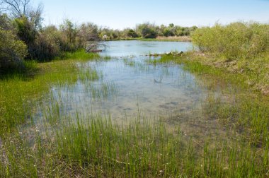 Bozkır nehir sazlık yaz