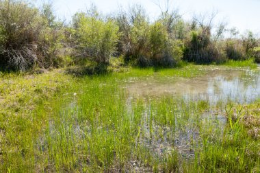 Bozkır nehir sazlık yaz. nehir görünümünde kez izlendi. küçük mavi nehir kıyısında güneşli bir gün