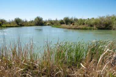 Bozkır nehir sazlık yaz