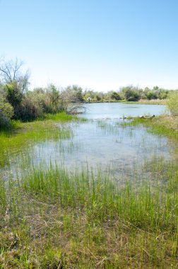 Bozkır nehir sazlık yaz. nehir görünümünde kez izlendi. küçük mavi nehir kıyısında güneşli bir gün