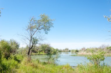 Bozkır nehir sazlık yaz. nehir görünümünde kez izlendi. küçük mavi nehir kıyısında güneşli bir gün